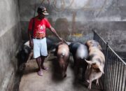 Kepala Suku Damal Wilayah Puncak dan Mimika Ucapkan Terima Kasih kepada Presiden Prabowo Subianto atas Bantuan Babi untuk Dipelihara